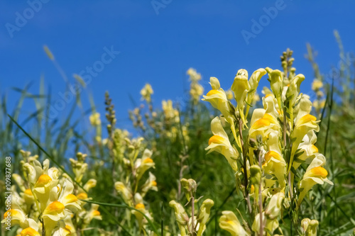 A group of butter-and-eggs flowers  Linaria vulgaris   also known as toadflax  in a meadow against a blue sky  a member of the snapdragon family  Scrophulariaceae .