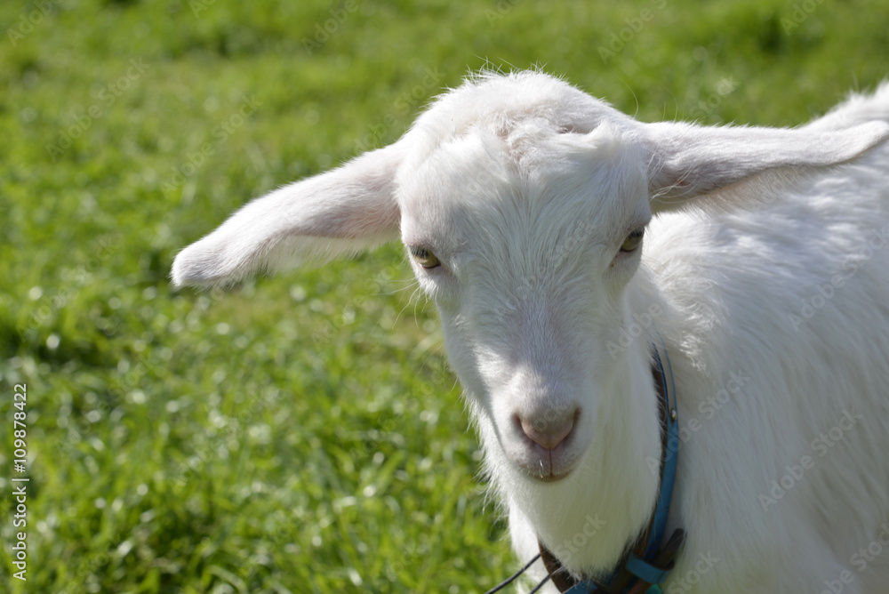 Obraz premium 子やぎ