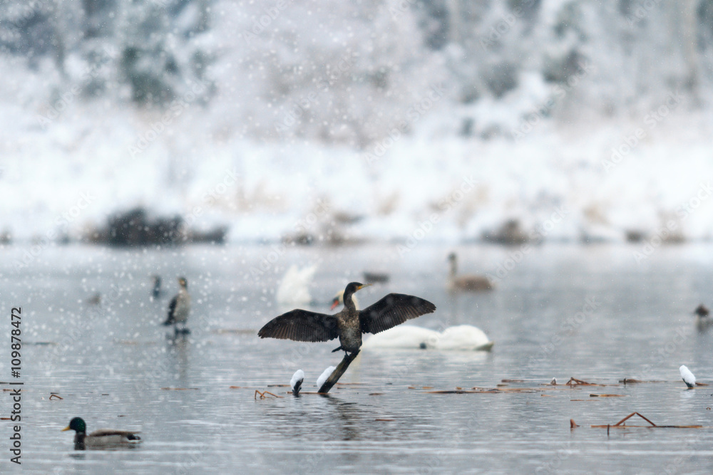 Fototapeta premium bird