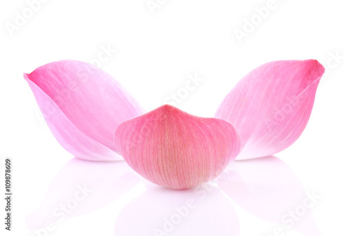 Closeup on lotus petal on white background
