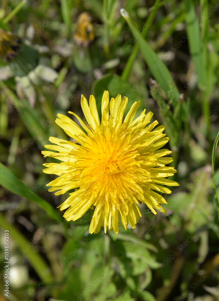 Löwenzahn Blüte (2)