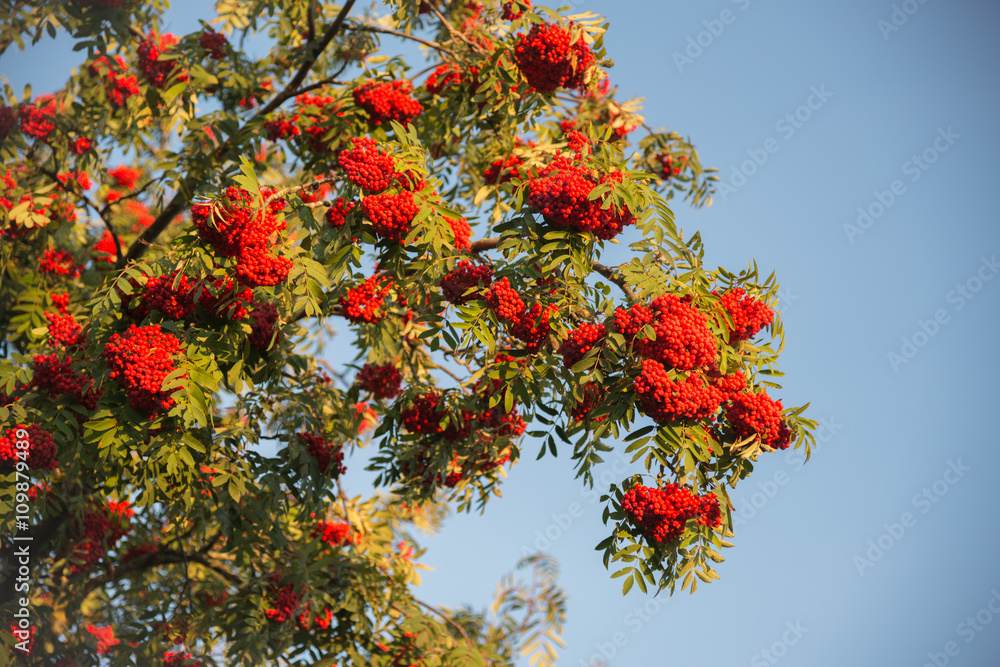 Ripe mountain ash branches on blue sky background Ripe mountain ash branches on blue sky background