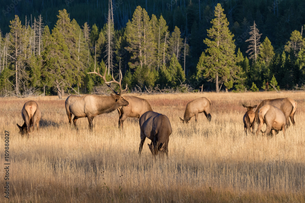 Elk in the Fall Rut