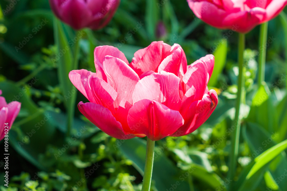 Beautiful pink tulips in the garden close up. Beautiful pink tulips in the garden close up.
