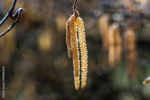 Betula pendula Youngii. Decorative birch Joungii 