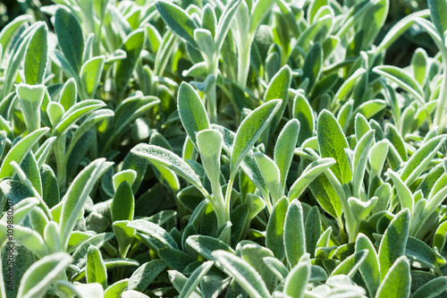 Stachys affinis, commonly called crosne, Chinese artichoke, Japanese artichoke, knotroot, and artichoke betony photo