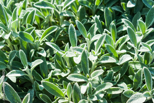 Stachys affinis, commonly called crosne, Chinese artichoke, Japanese artichoke, knotroot, and artichoke betony