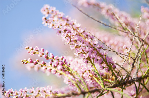 Wallpaper macro Pink Flower on Blur Background