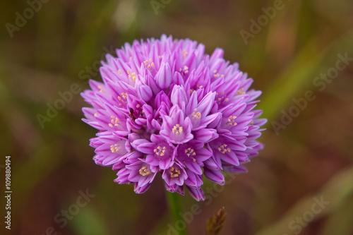 Allium flower  blooming