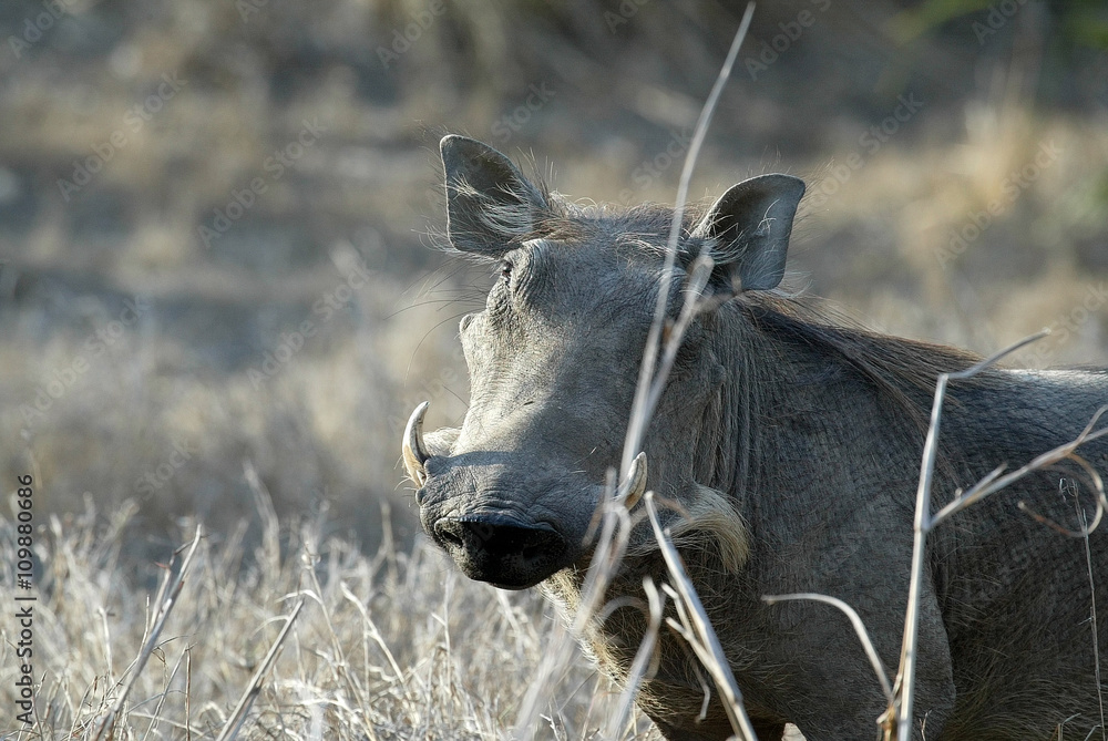 Desert Warthog, Phacochoerus aethiopicus, male portrait, Gorongosa National Park, Mozambique Desert Warthog, Phacochoerus aethiopicus, male portrait, Gorongosa National Park, Mozambique