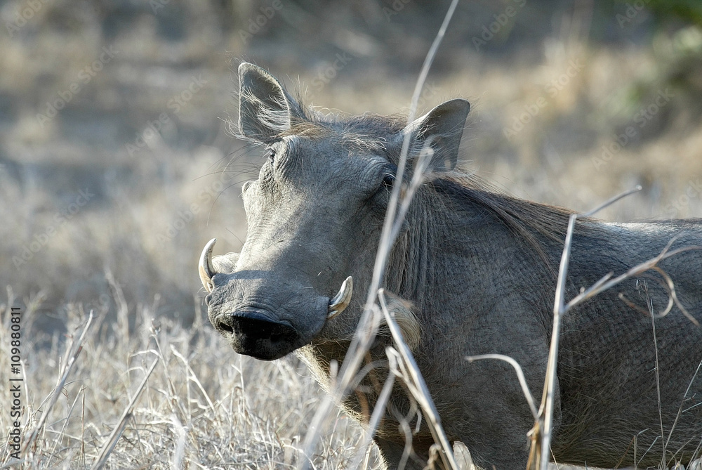 Desert Warthog, Phacochoerus aethiopicus, male portrait, Gorongosa National Park, Mozambique Desert Warthog, Phacochoerus aethiopicus, male portrait, Gorongosa National Park, Mozambique