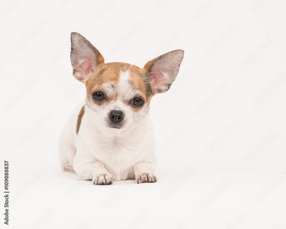 Chihuahua lying in off-white