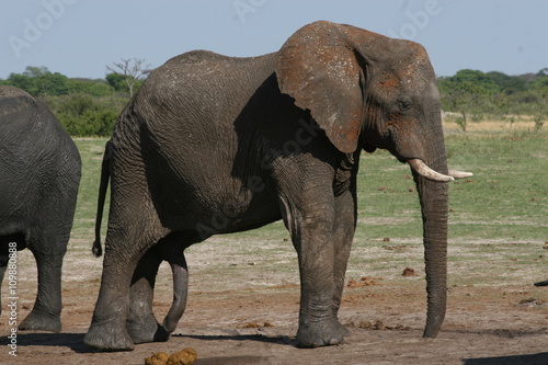 male elephant with an erection of the penis  Hwange National Park  Zimbabwe