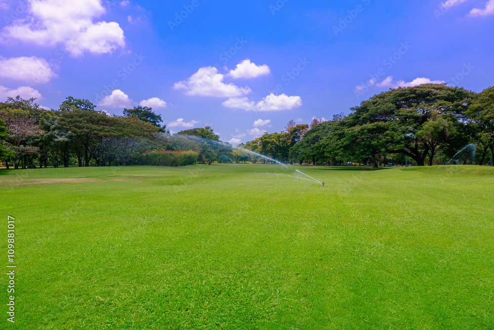 Fototapeta premium Green lawn