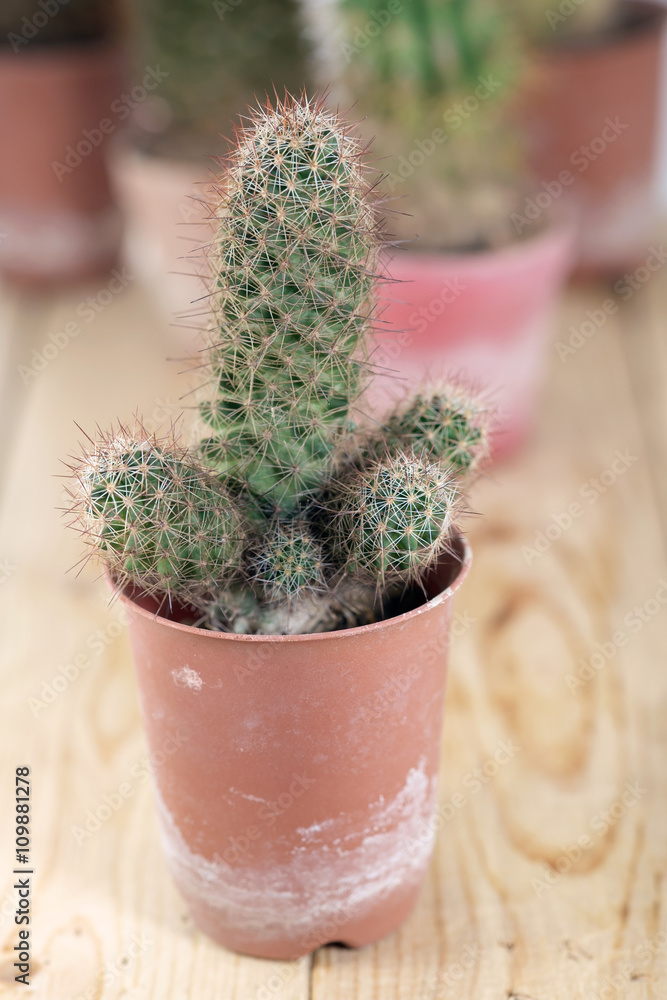 Cactus / Cactus in the pot on wood background. Cactus / Cactus in the pot on wood background.