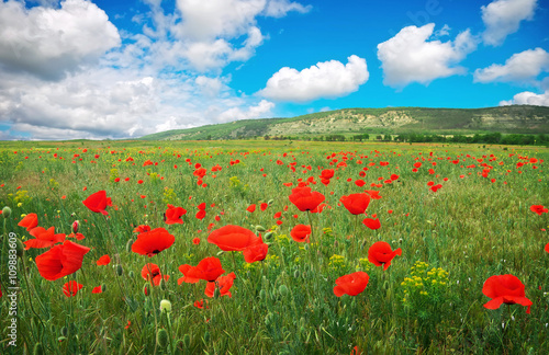 Amazing field of red poppy blooming in early summer day
