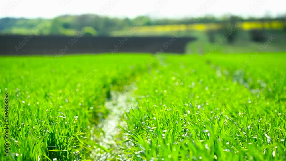 A field of green wheat growing in spring A field of green wheat growing in spring