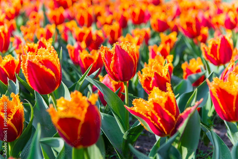 Tulip. Beautiful bouquet of tulips. colorful tulips. Tulip. Beautiful bouquet of tulips. colorful tulips.