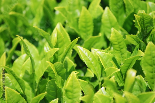 Plakat 新茶の季節を迎えた茶畑