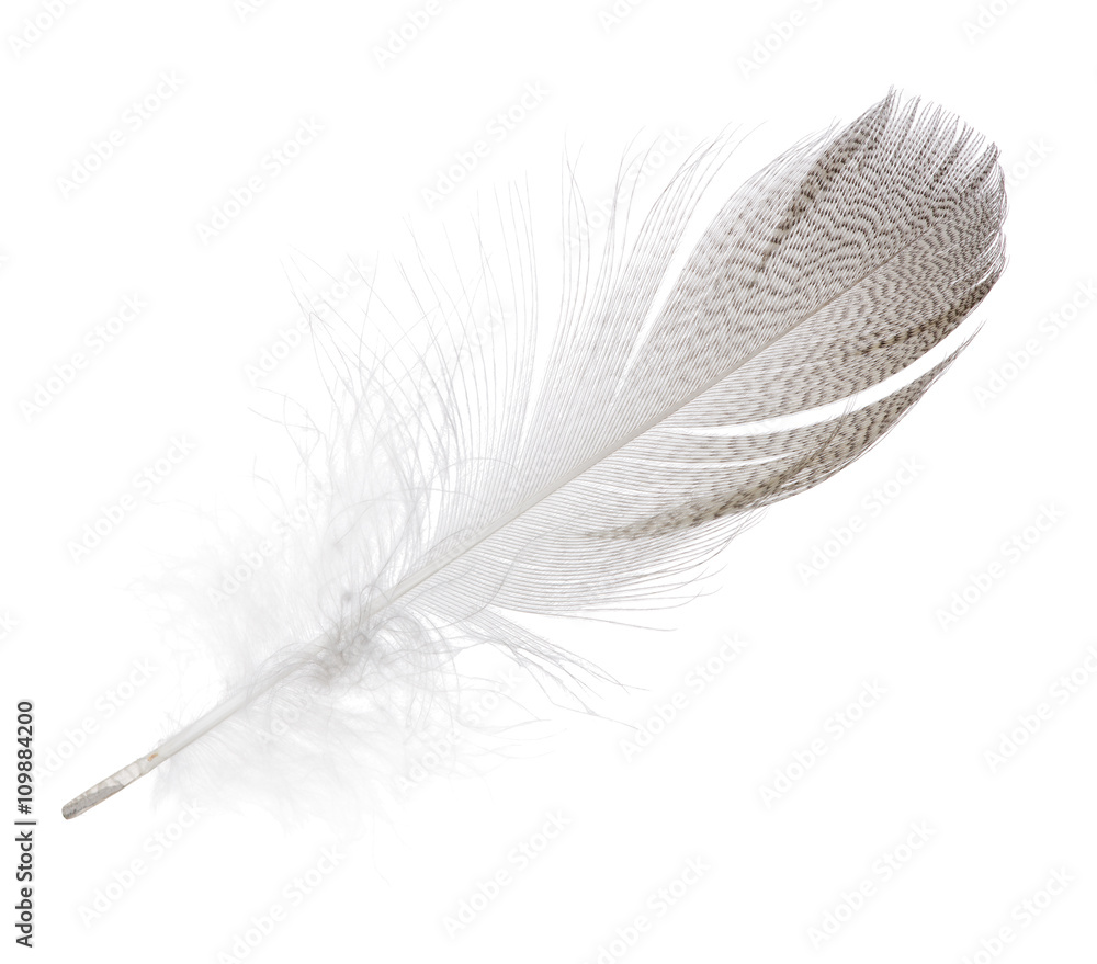 striped seagull straight feather isolated on white