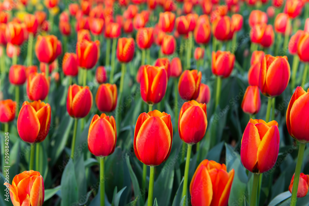 Tulip. Beautiful bouquet of tulips. colorful tulips. Tulip. Beautiful bouquet of tulips. colorful tulips.