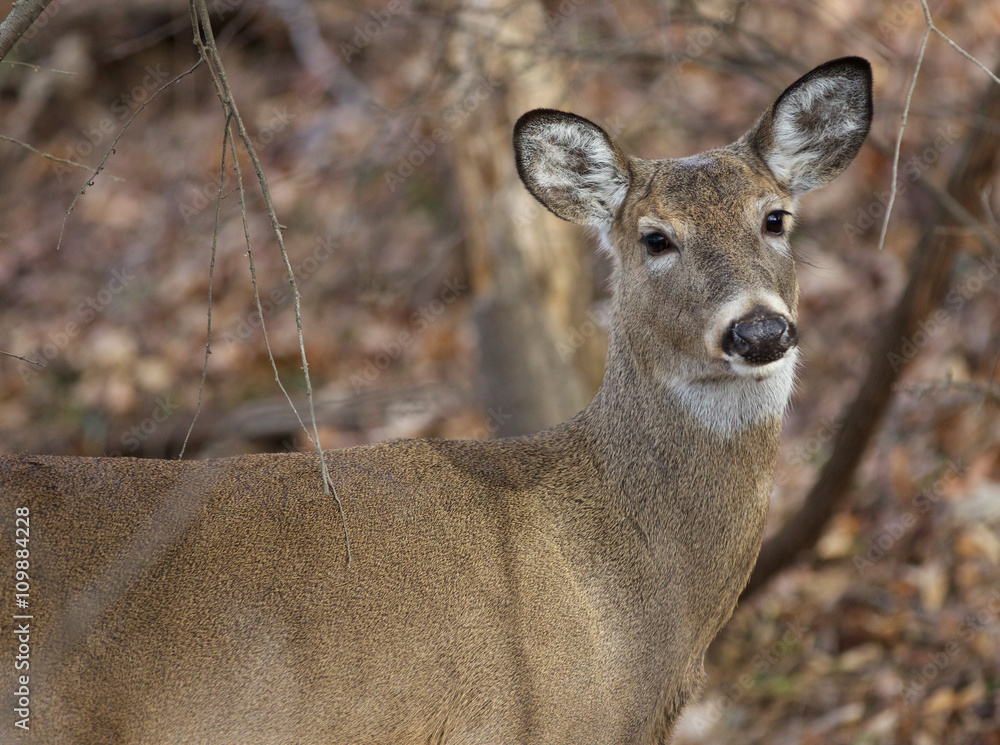 Beautiful deer is looking straight to camera Beautiful deer is looking straight to camera
