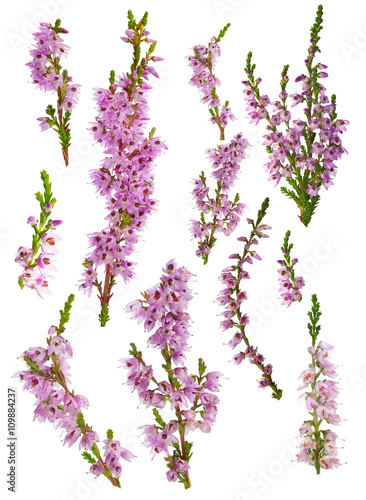 set of heather blossoms isolated on white