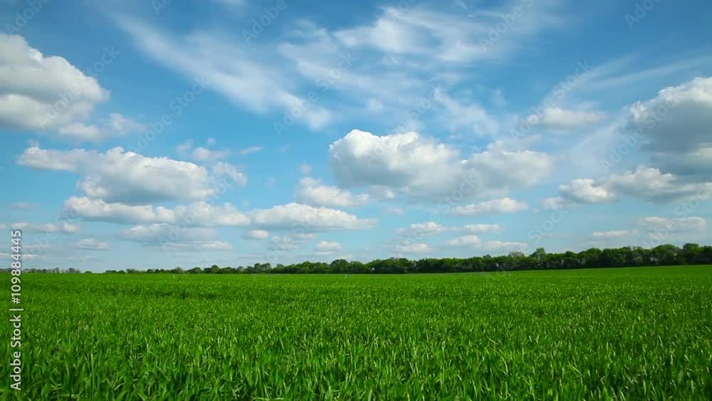 White clouds over field with green wheat. Horizontal pan White clouds over field with green wheat. Horizontal pan