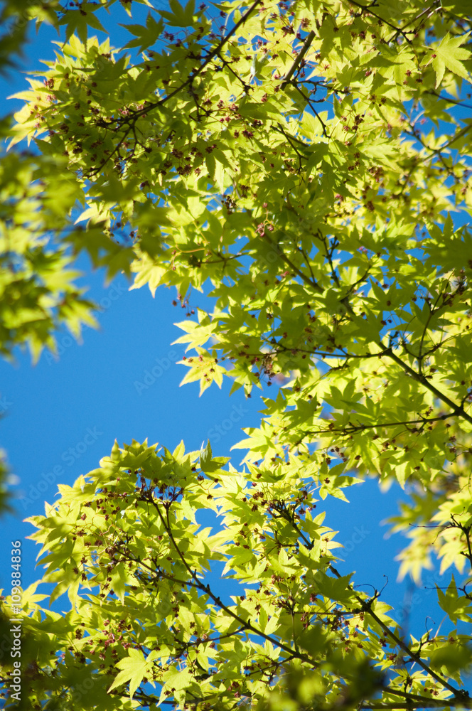 Deutsche Landschaften. Bäume