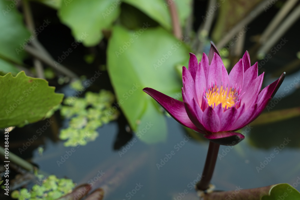 A blossom violet lotus flower blooming over green lotus leaf A blossom violet lotus flower blooming over green lotus leaf