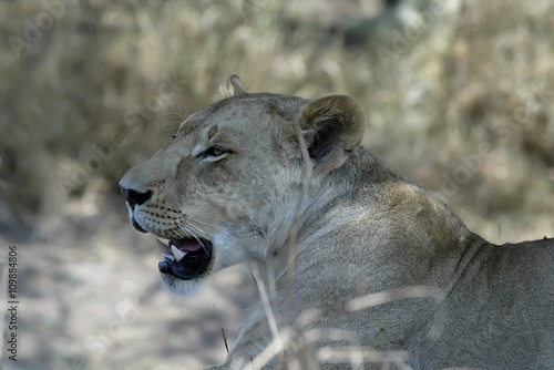 portrait of a lioness, Gorongosa National Park, Mozambique