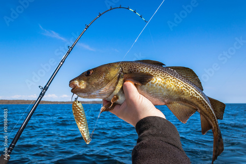 Cod fish for trolling