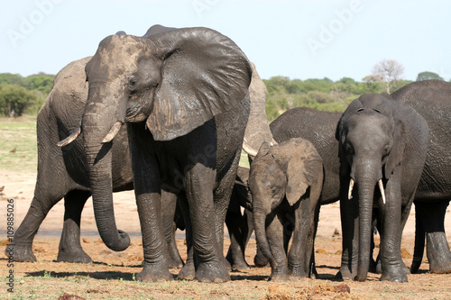wet elephant at waterhole  Hwange National Park  Zimbabwe