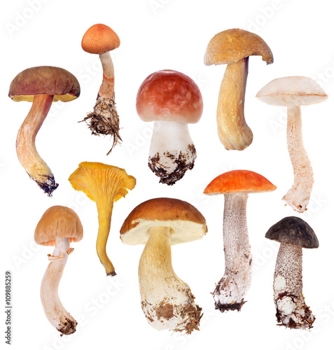 set of ten edible mushrooms isolated on white