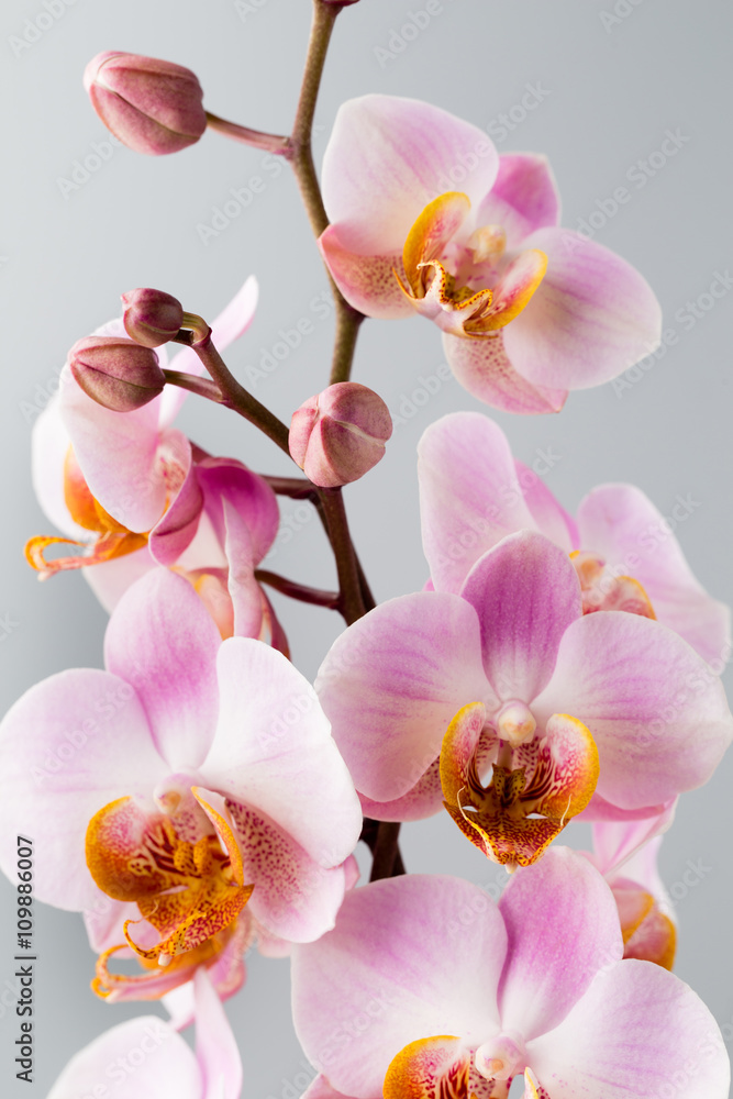 Fototapeta premium Pink orchid on the grey background.