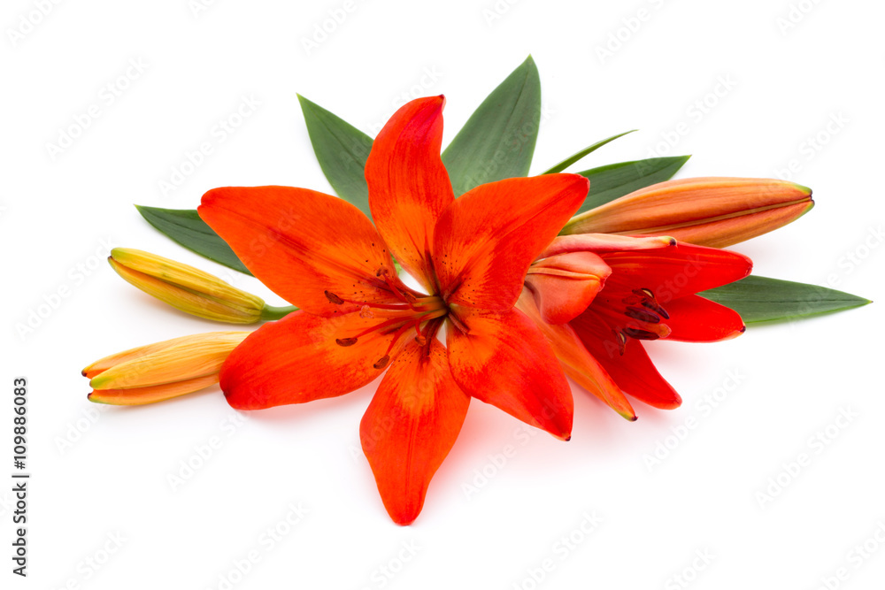 Fototapeta premium Lily flower with buds isolated on a white background.
