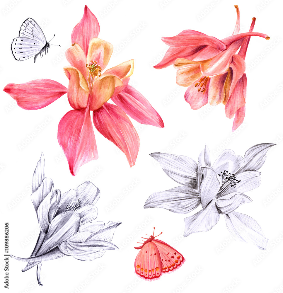Set of fuchsia flowers and butterflies drawings and sketches