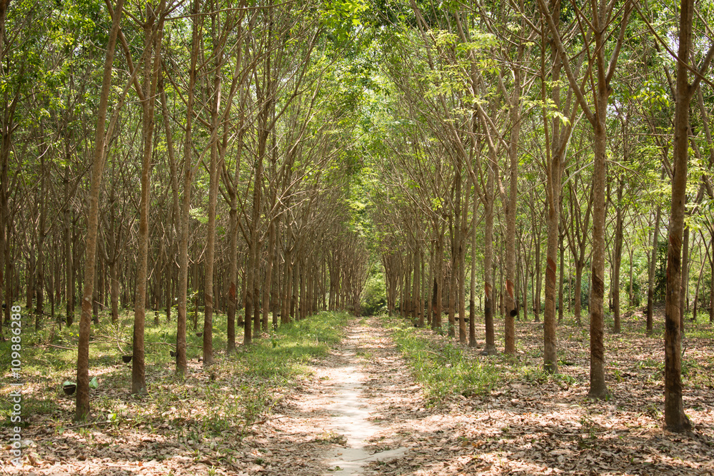 Fototapeta premium Row of para rubber tree