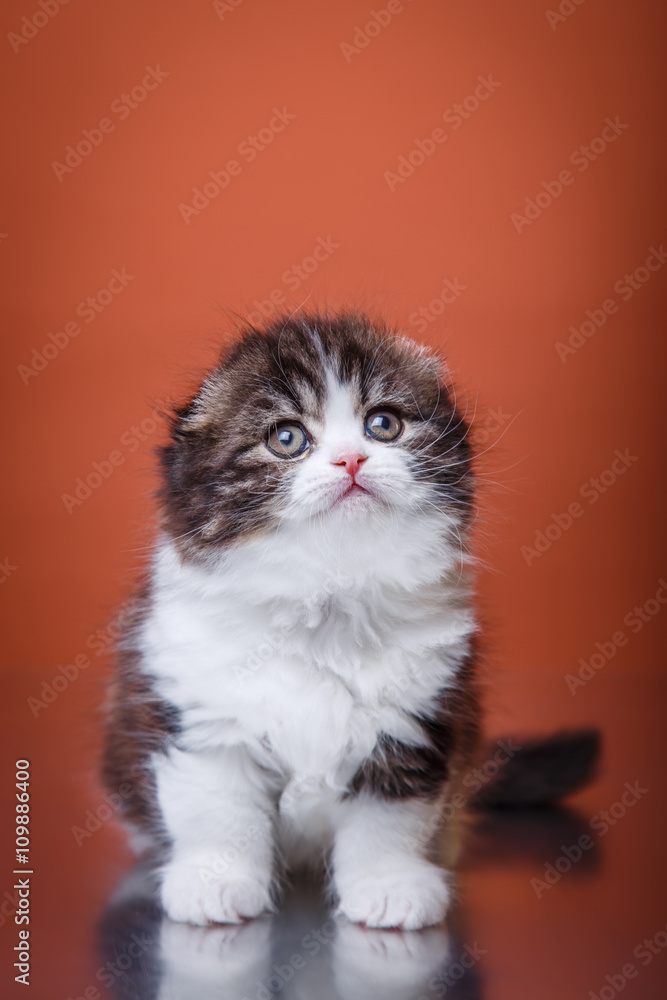 Fototapeta premium Kitten scottish fold breed