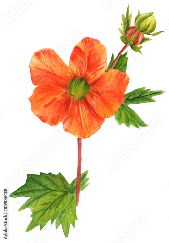 A watercolor drawing of a bright orange avens flower