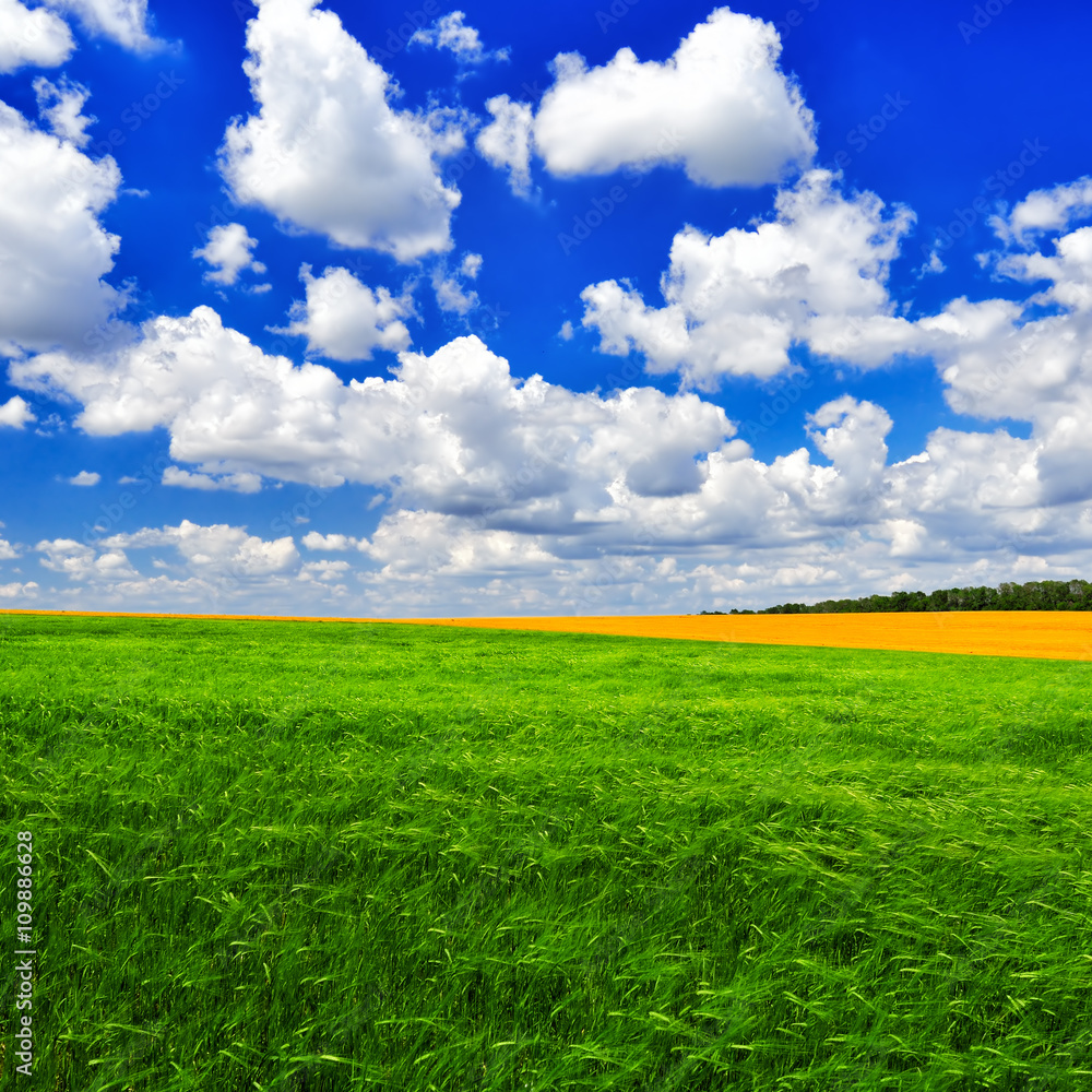 Obraz premium Green wheat field