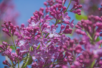 Fragrant flowers and buds of lilac.