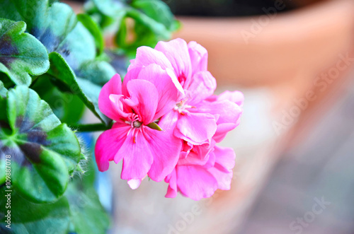 Fototapeta Naklejka Na Ścianę i Meble -  Geranie (Pelargonie)