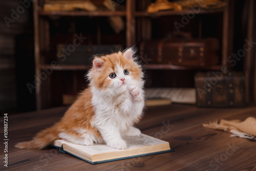 Kitten scottish fold breed