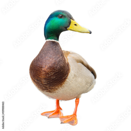 male mallard duck on white background with work paths Fototapet