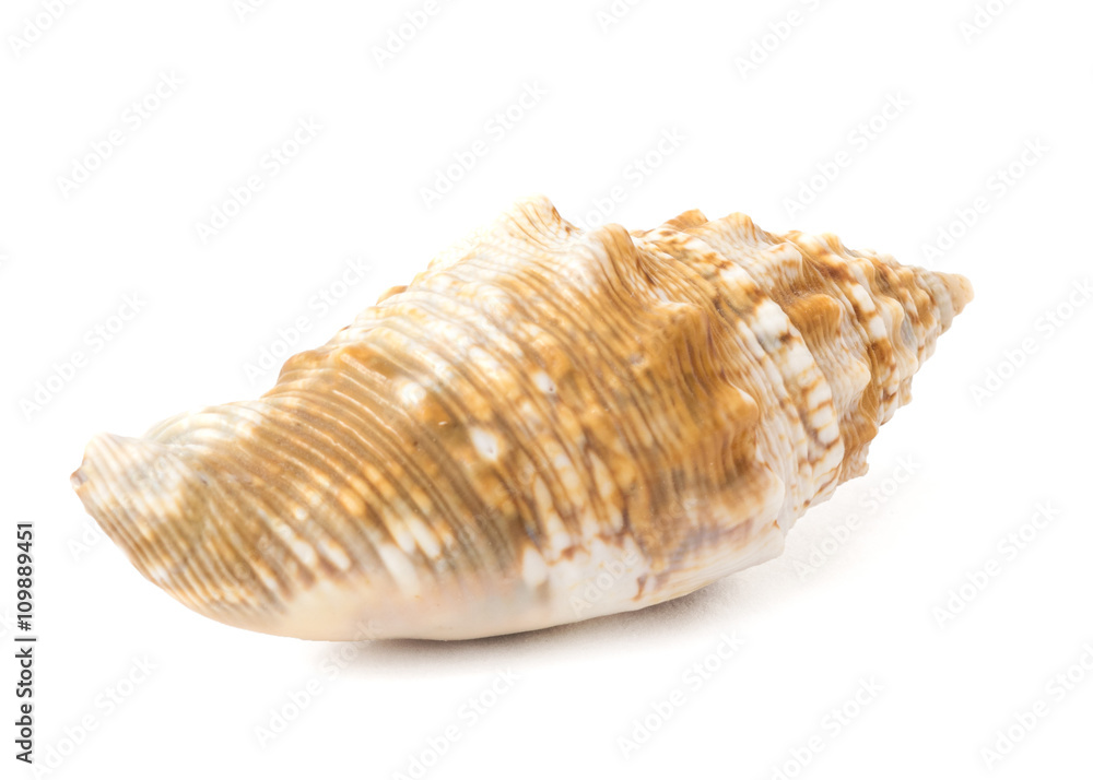 Brown and White Seashell isolated on White Background