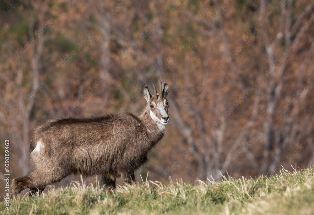 Chamois Chamois