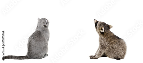 Scottish Fold cat and raccoon sitting together, back view