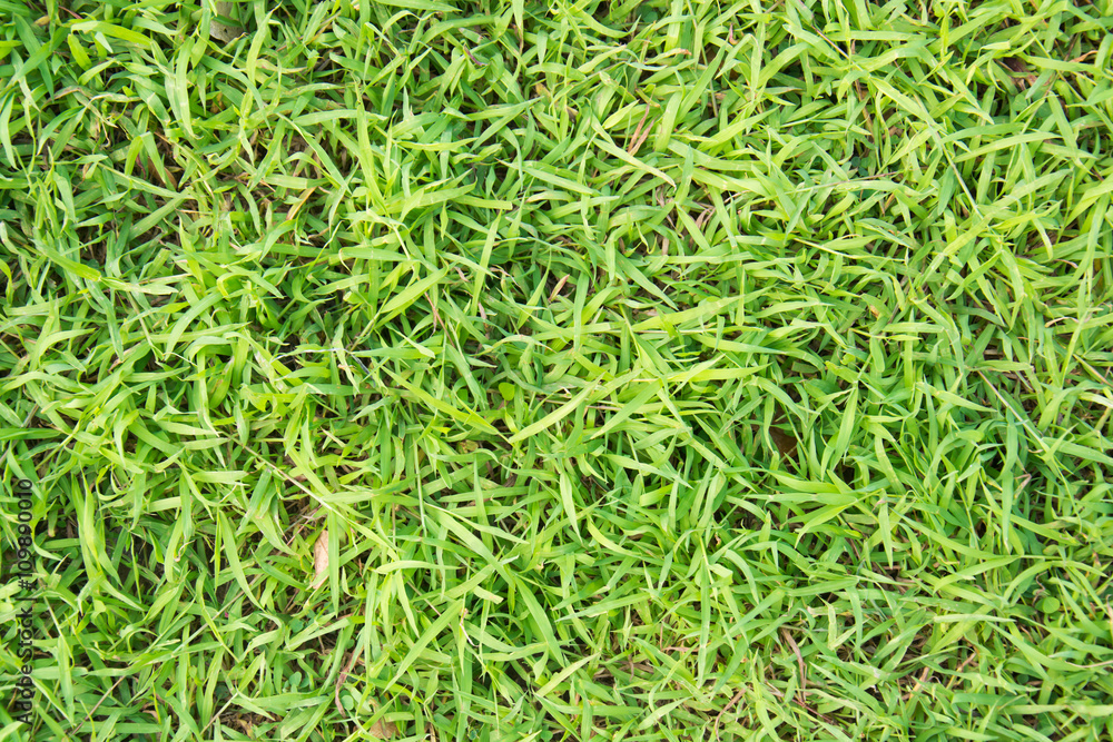 Green Grass Natural Background Texture Green Grass Natural Background Texture
