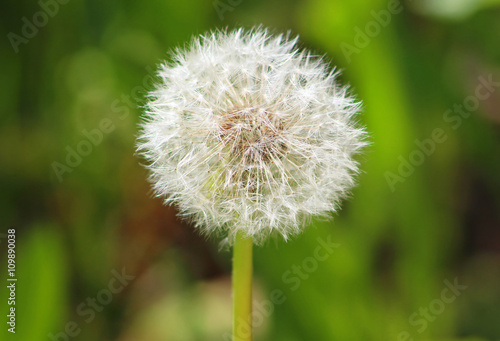 Dandelion close up  green grass field